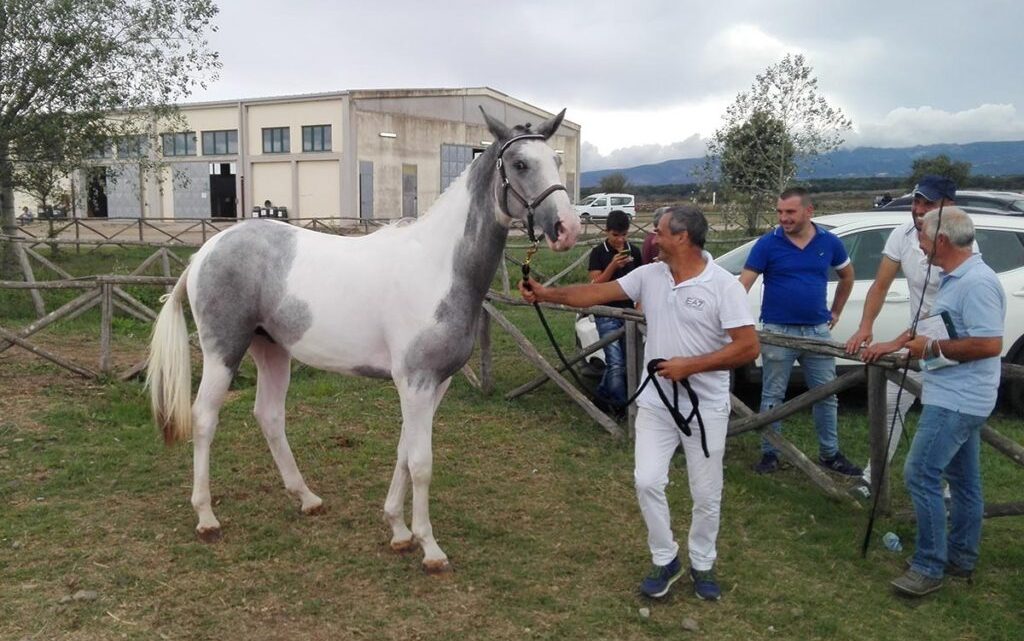 GRANDE VETRINA AD ABBASANTA/257 puledri a Tanca Regia per  il 58° Premio Regionale Sardo