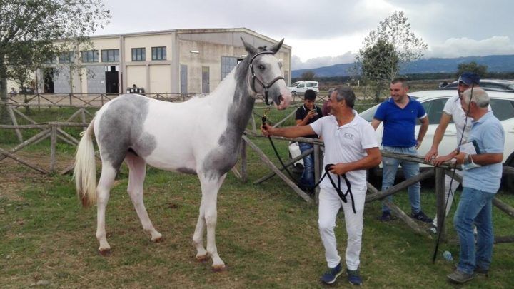 GRANDE VETRINA AD ABBASANTA/257 puledri a Tanca Regia per  il 58° Premio Regionale Sardo