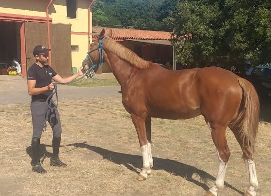 LUCA RICCARDI/ Vi raccontiamo la grande passione per il cavallo del giovane cavaliere di Aidomaggiore